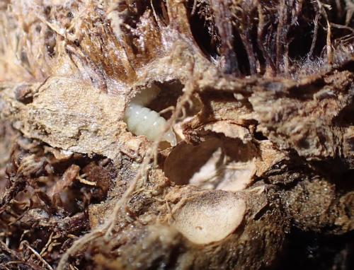 Réf. 277 171 : Diplolepis rosae